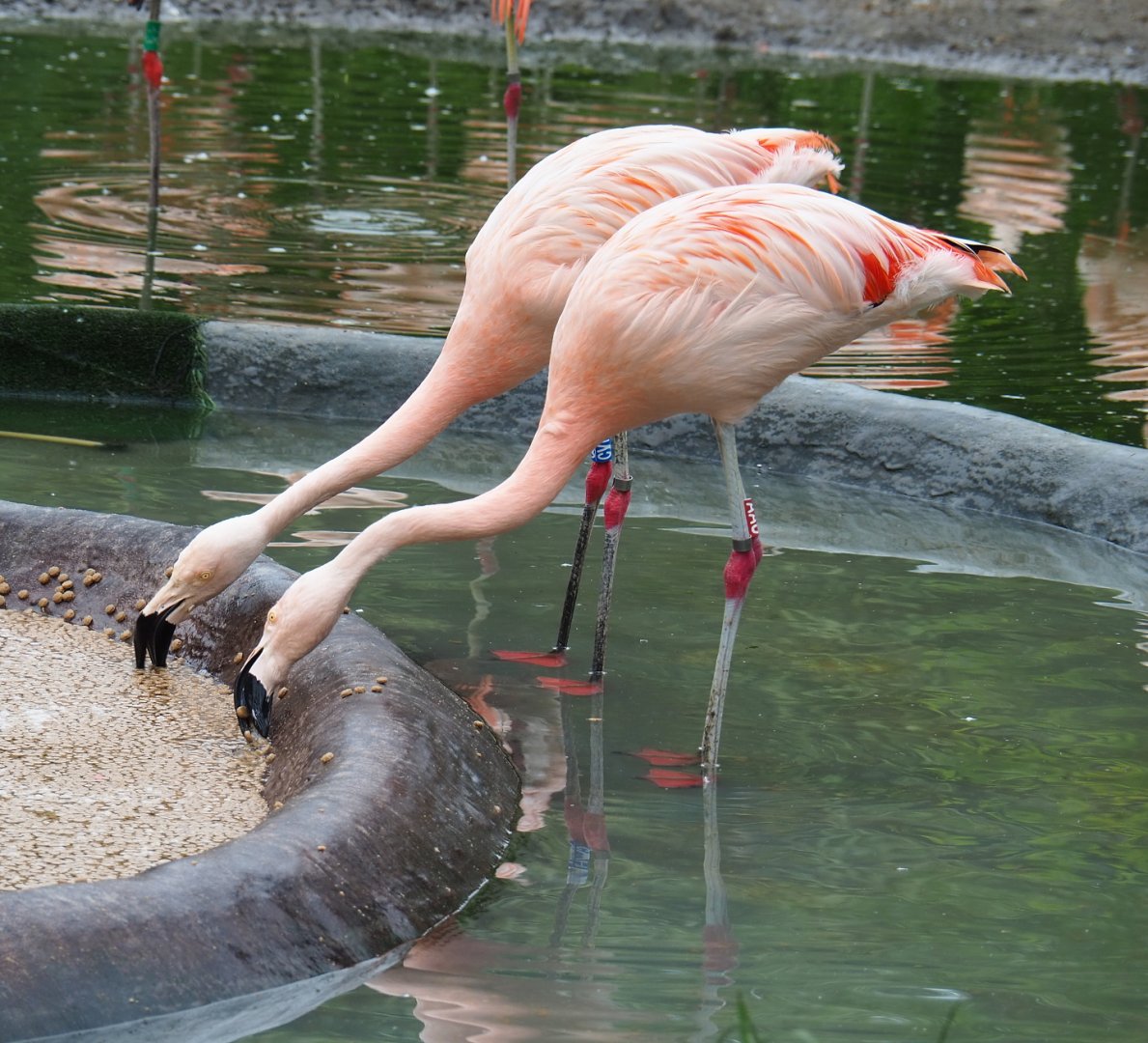 Chilean flamingos (Phoenicopterus chilensis), 2021-07-03