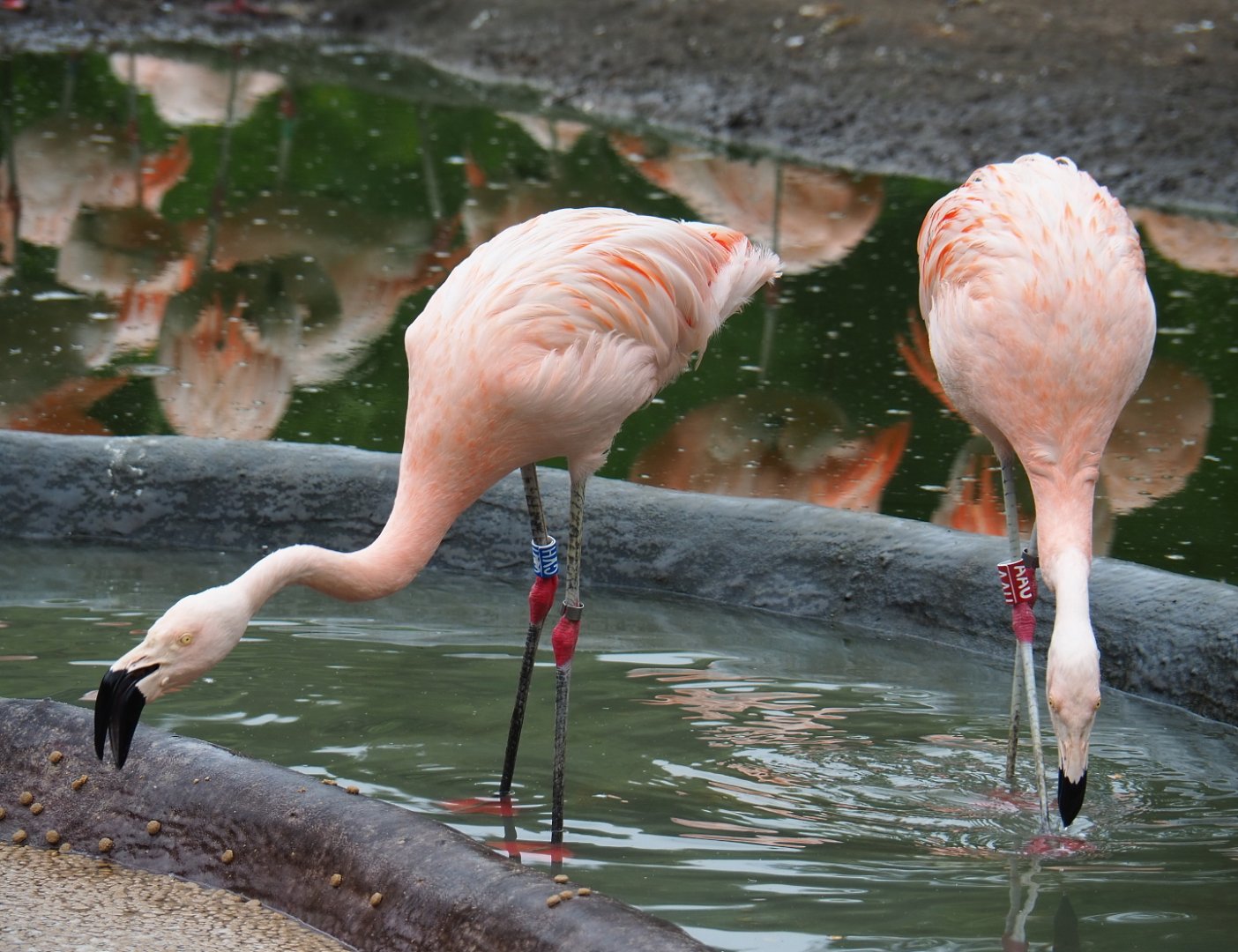 Chilean flamingos (Phoenicopterus chilensis), 2021-07-03