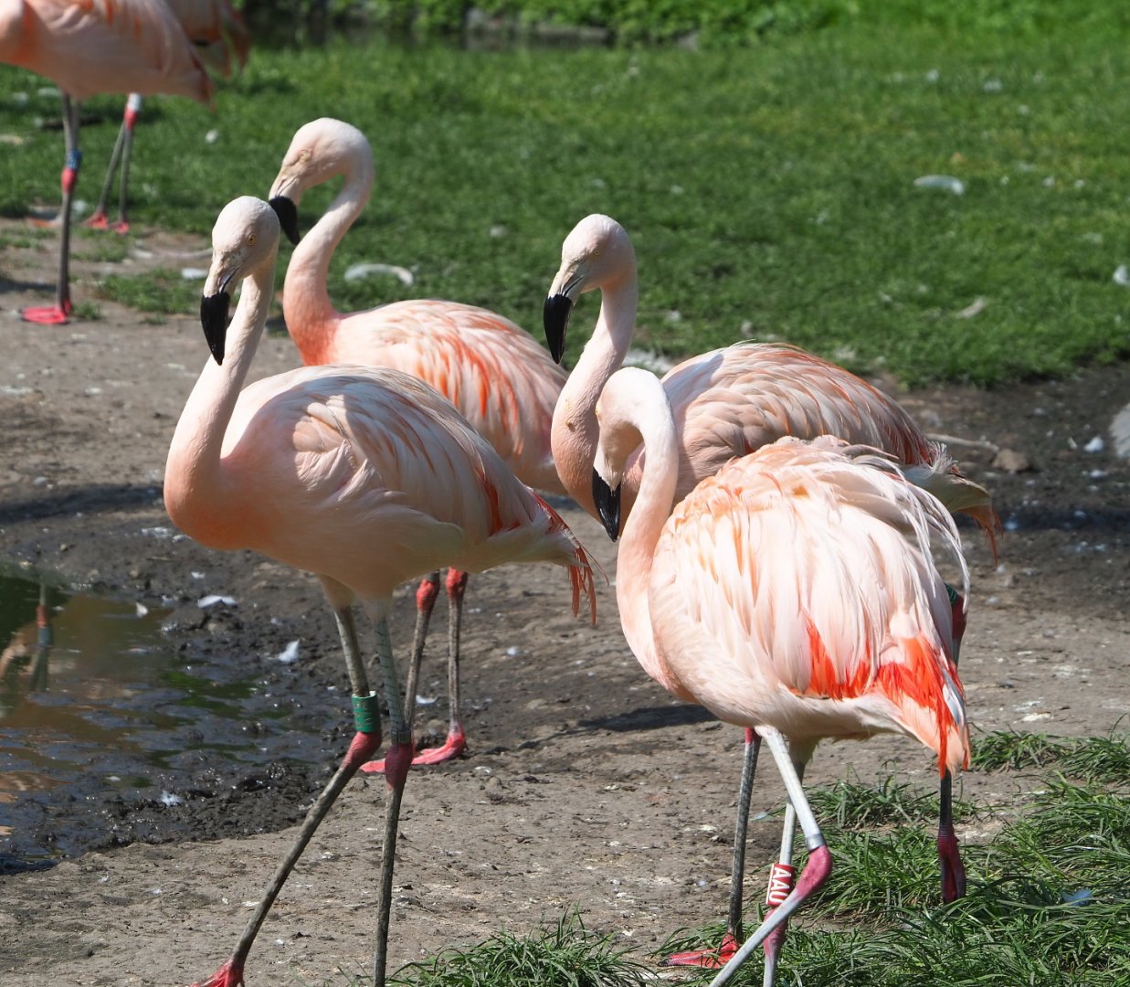 Chilean flamingos (Phoenicopterus chilensis), 2021-07-20