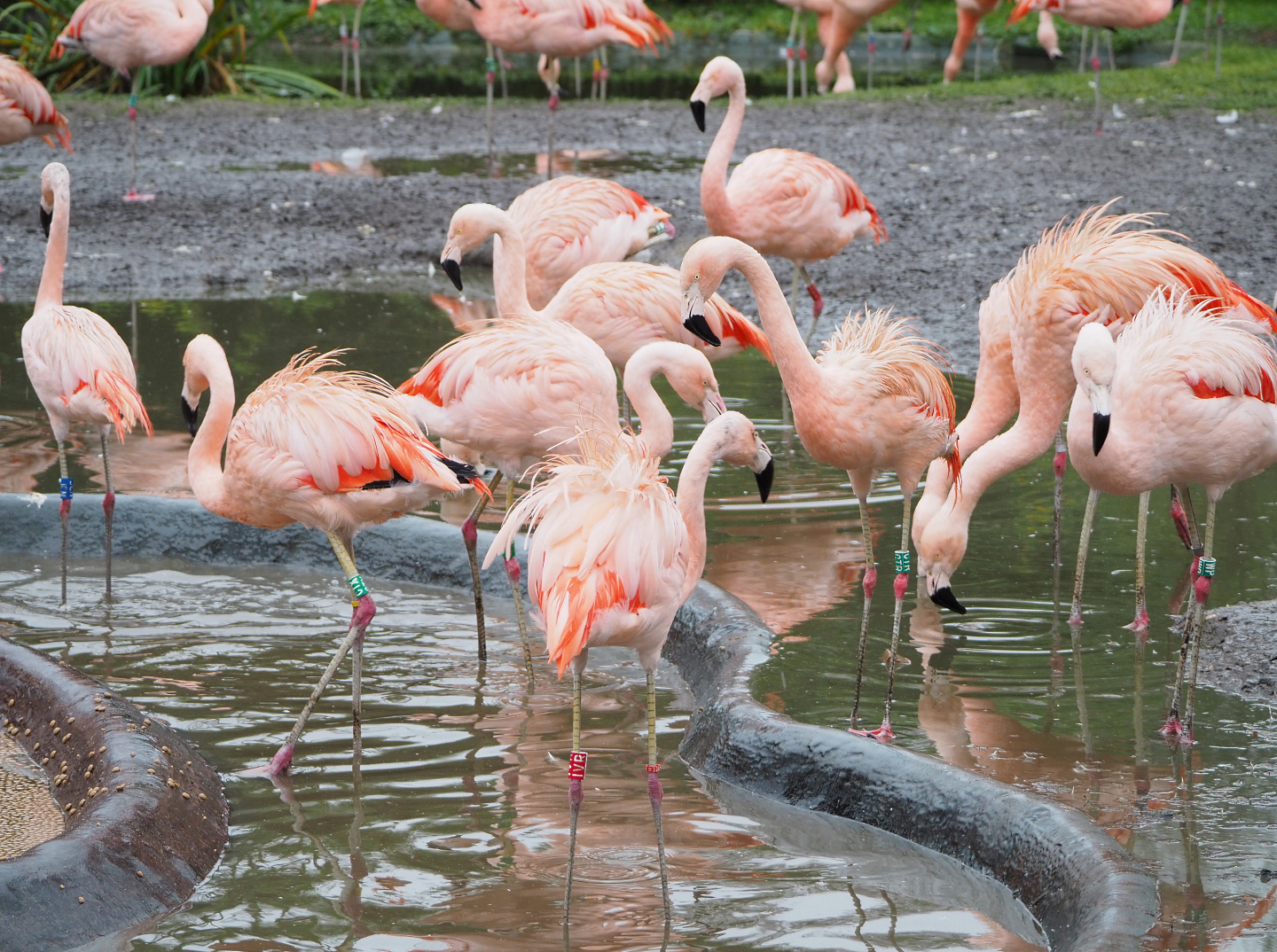 Chilean flamingos (Phoenicopterus chilensis), 2021-12-07