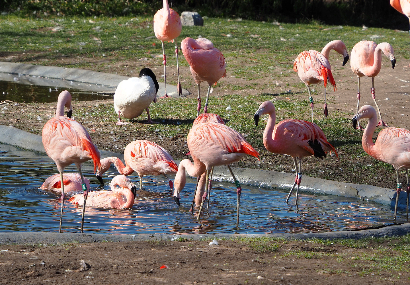 Chilean flamingos (Phoenicopterus chilensis), 2022-03-08