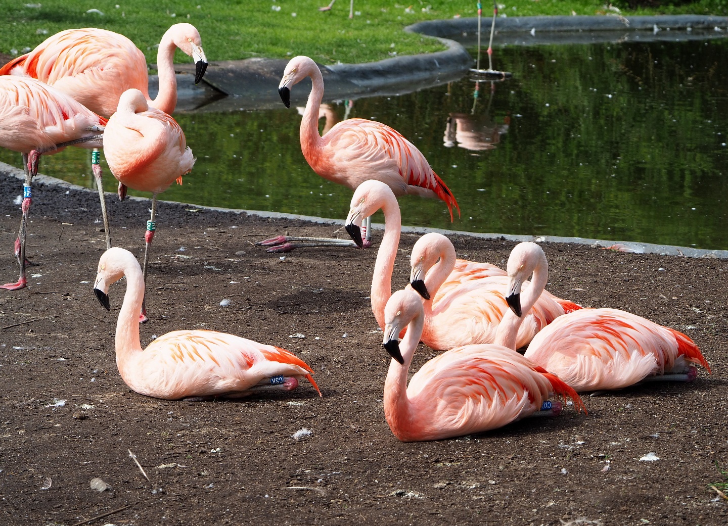 Chilean flamingos (Phoenicopterus chilensis), 2022-04-12