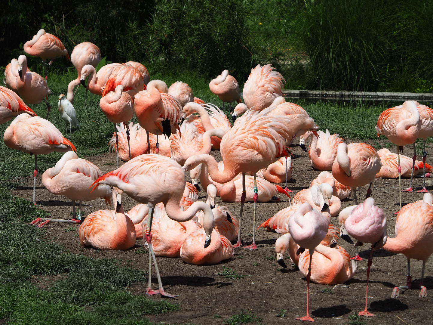 Chilean flamingos (Phoenicopterus chilensis), 2022-05-28