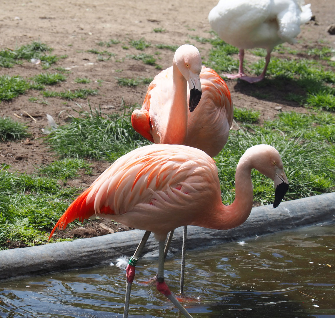 Chilean flamingos (Phoenicopterus chilensis) 2022-05-28