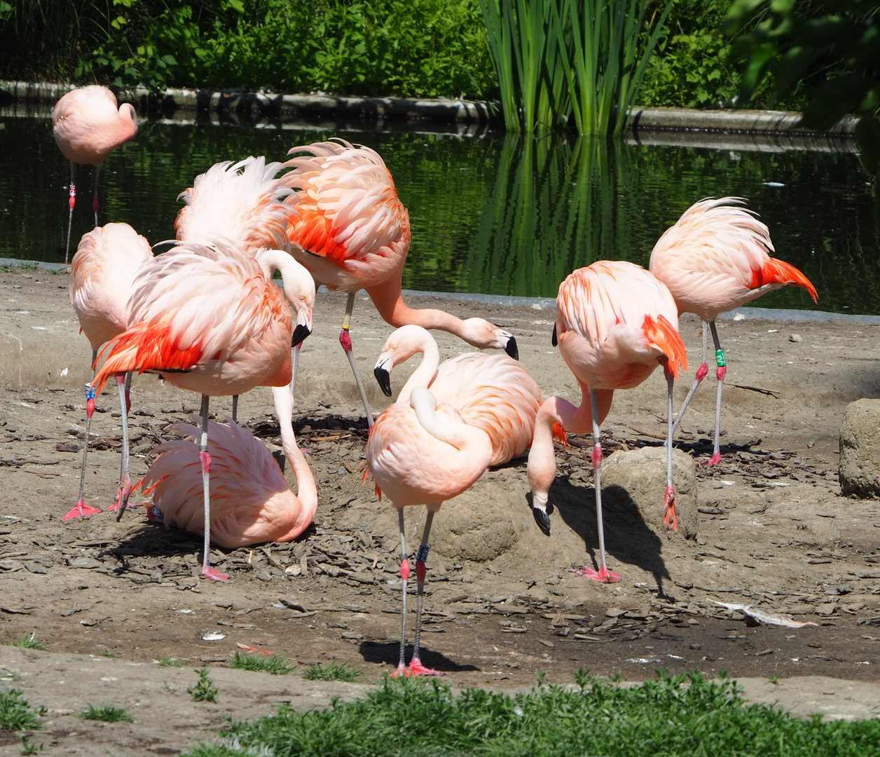Chilean flamingos (Phoenicopterus chilensis), 2022-06-15