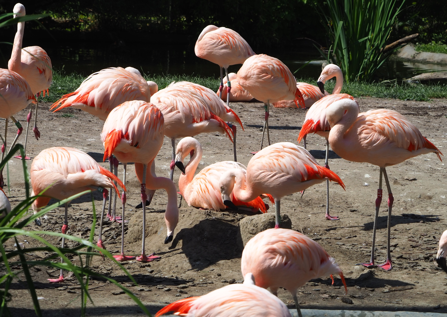 Chilean flamingos (Phoenicopterus chilensis), 2022-06-15
