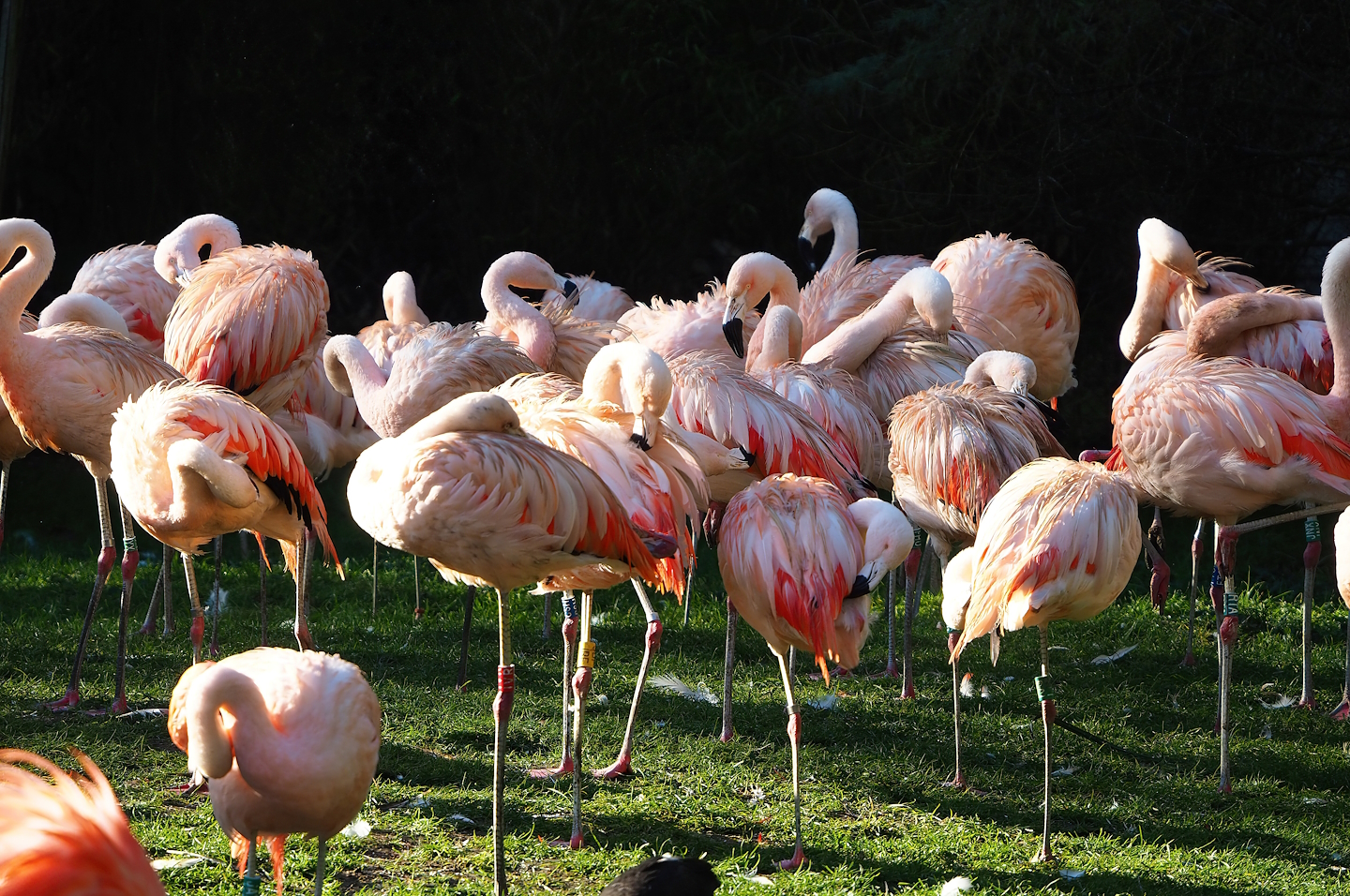Chilean flamingos (Phoenicopterus chilensis), 2022-11-12