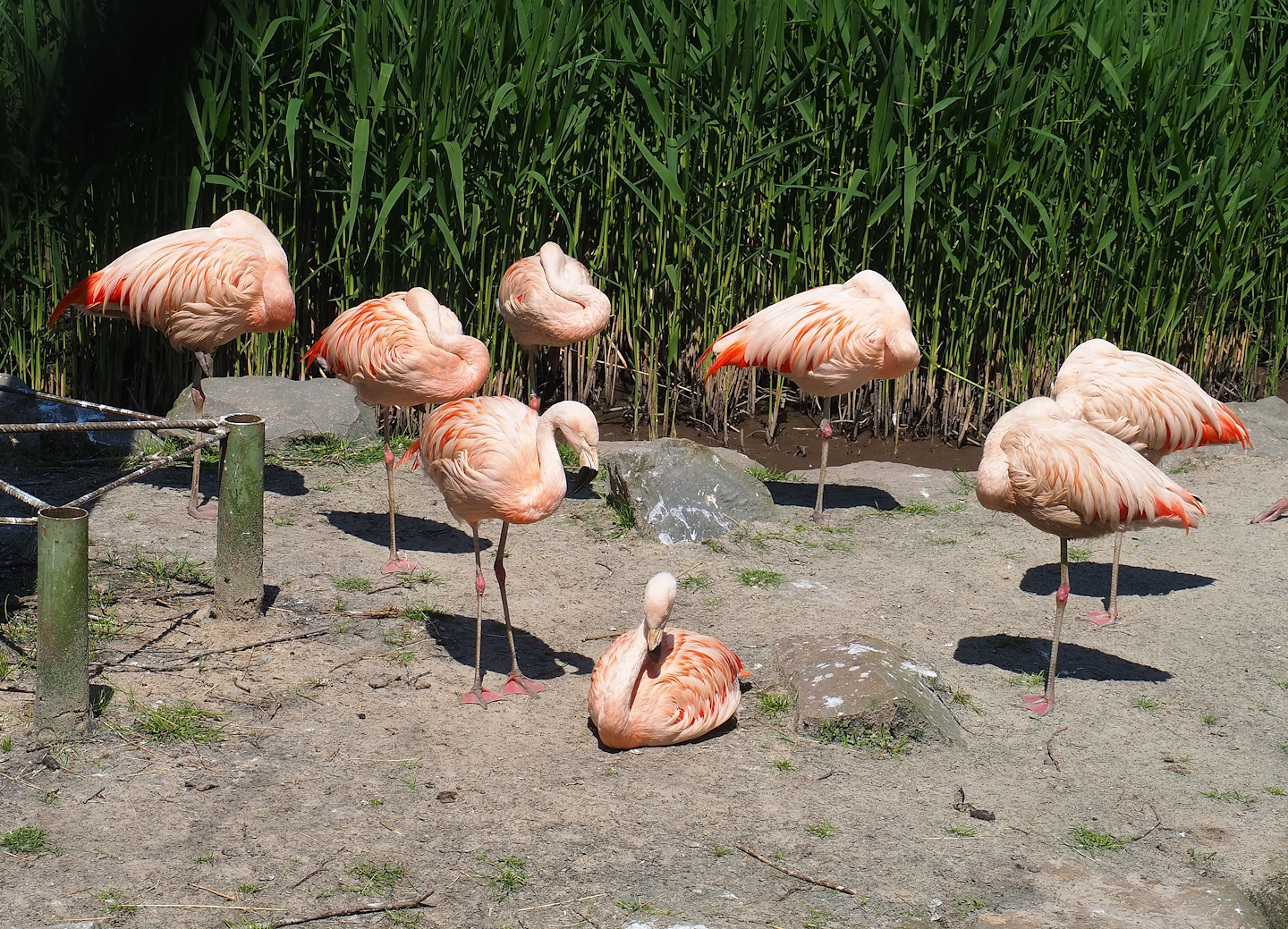 Chilean flamingos (Phoenicopterus chilensis), 2023-05-19