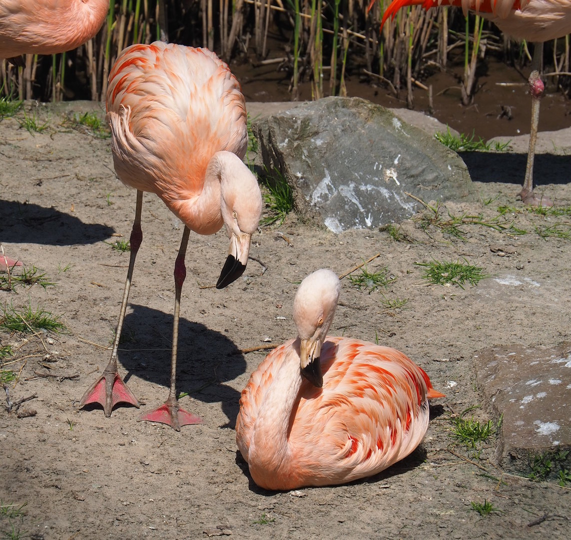 Chilean flamingos (Phoenicopterus chilensis), 2023-05-19