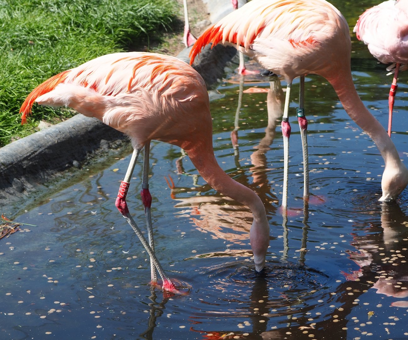 Chilean flamingos (Phoenicopterus chilensis), 2023-06-04