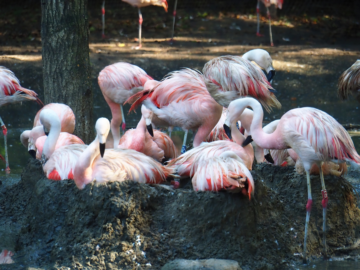 Chilean flamingos (Phoenicopterus chilensis), 2023-09-24