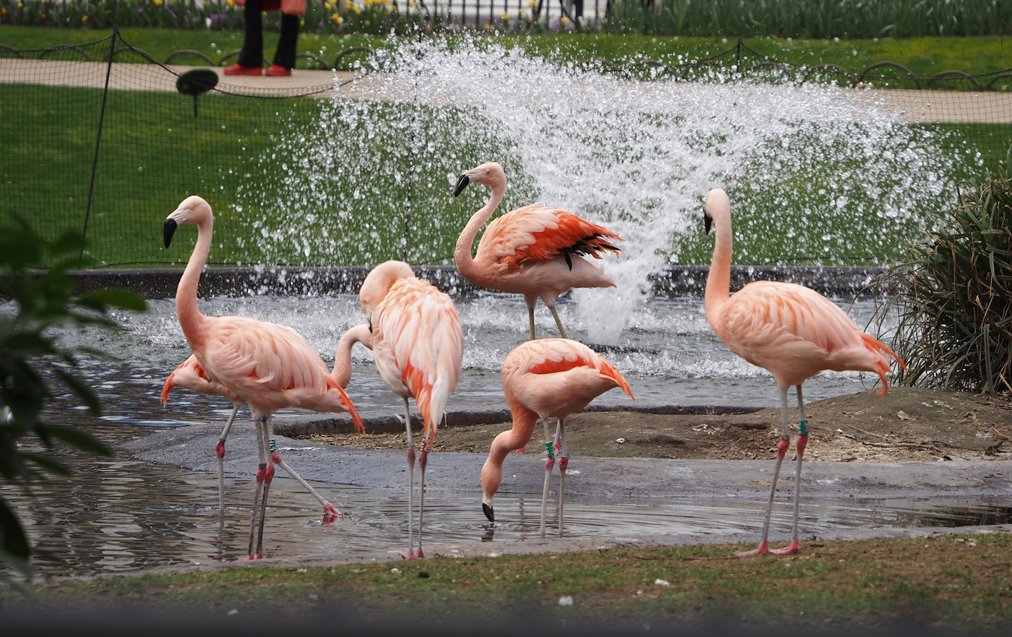 Chilean flamingos (Phoenicopterus chilensis), 2024-03-09