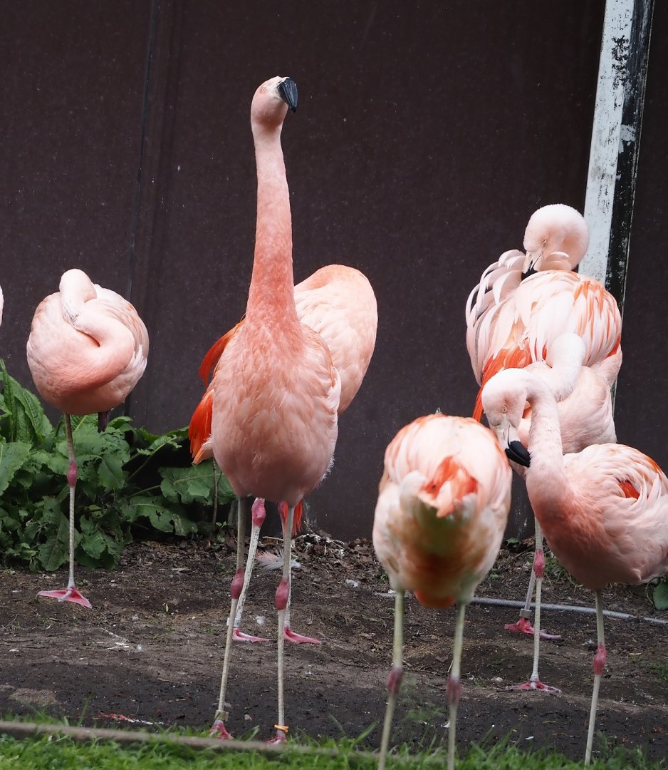 Chilean flamingos (Phoenicopterus chilensis), 2024-05-21