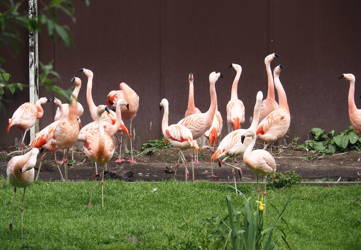 Chilean flamingos (Phoenicopterus chilensis), 2024-05-21