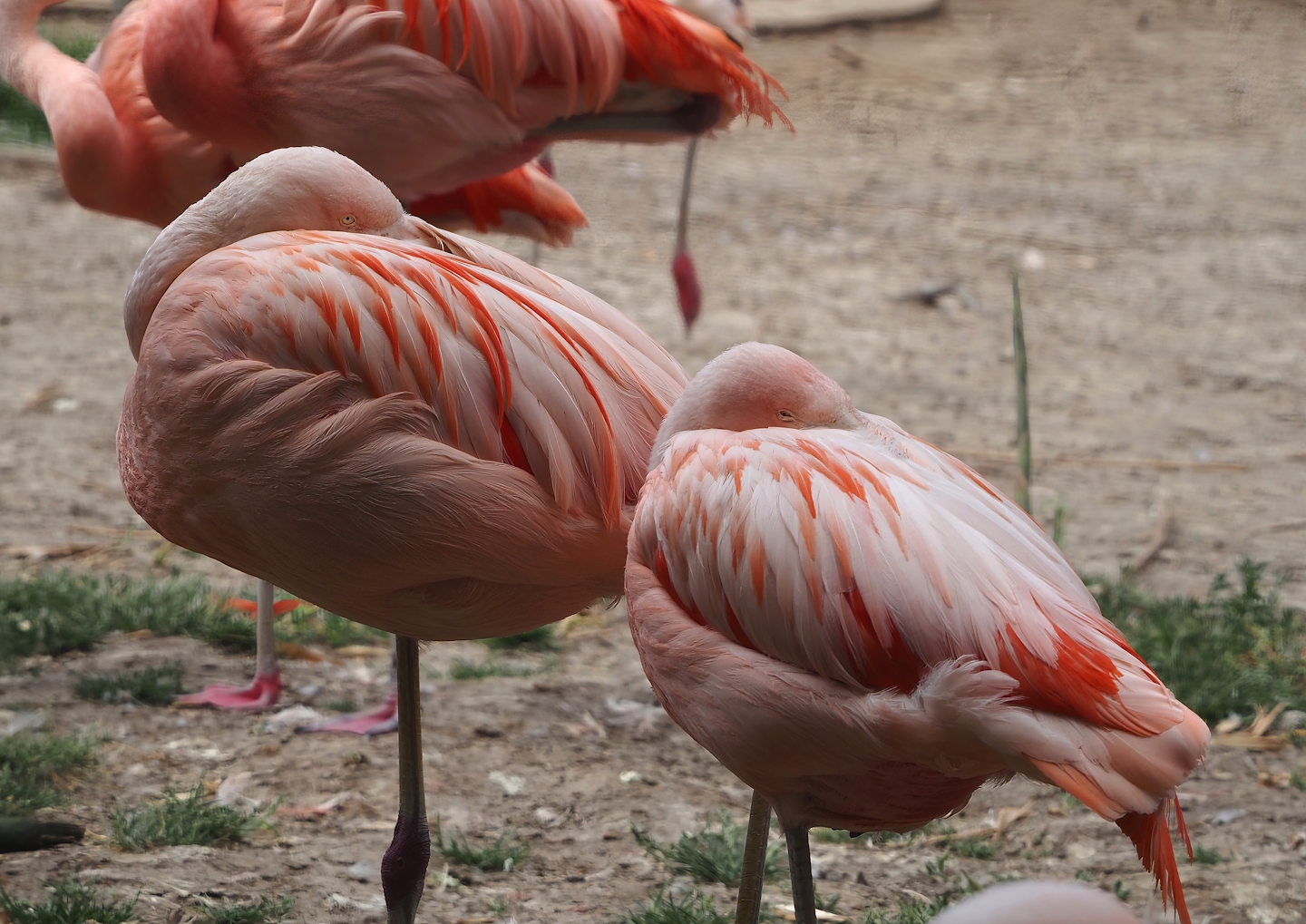 Chilean flamingos (Phoenicopterus chilensis), 2025-05-22