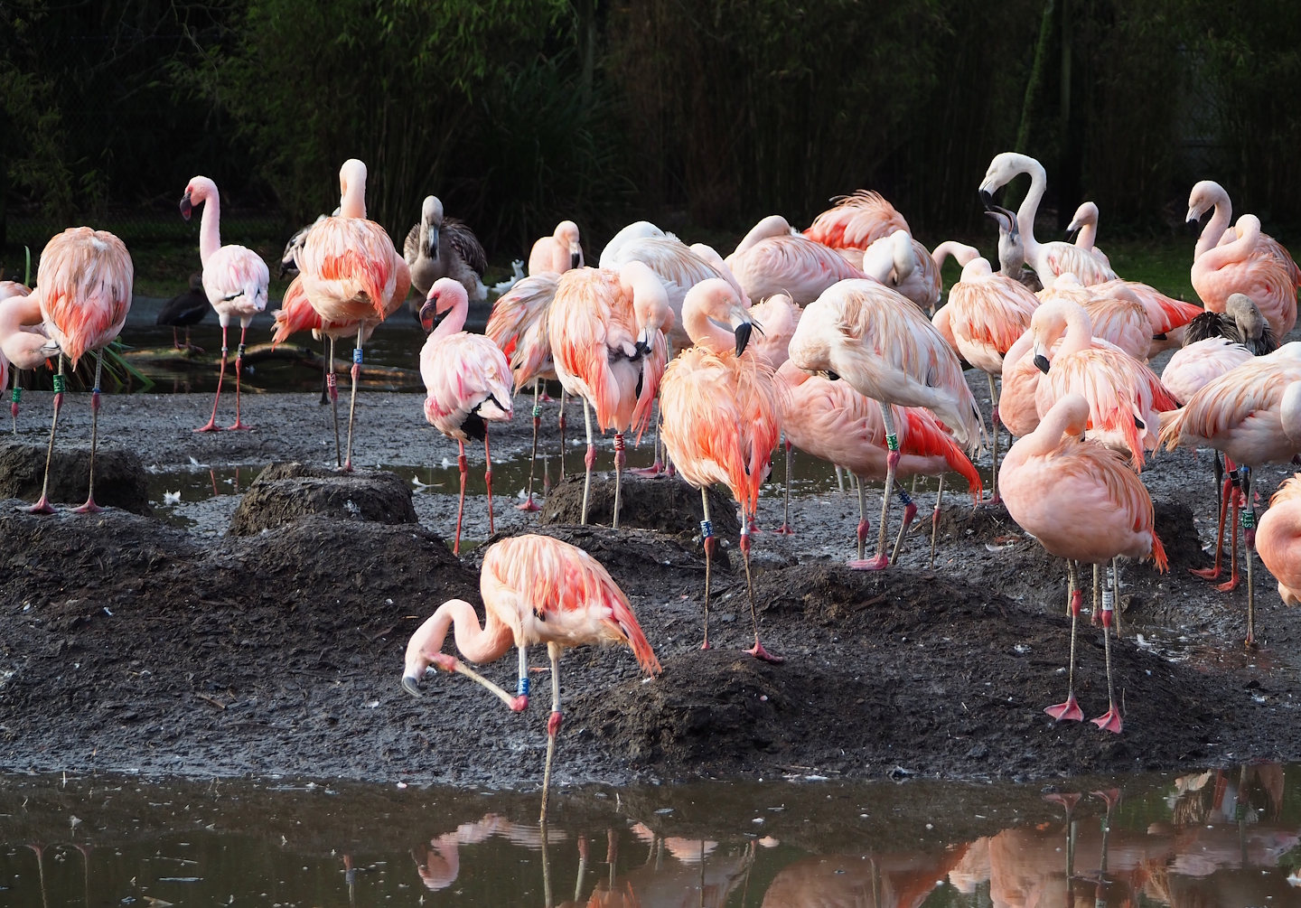 Chilean flamingos (Phoenicopterus chilensis) and a Lesser flamingo (Phoeniconaias minor), 2024-01-01