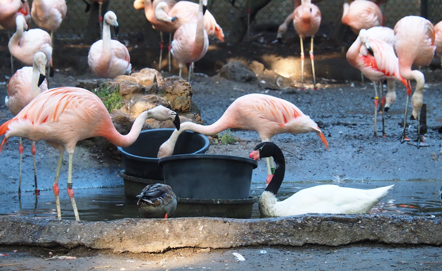 Chilean flamingos (Phoenicopterus chilensis) and black-necked swan (Cygnus melanocoryphus), Sep 2nd, 2018
