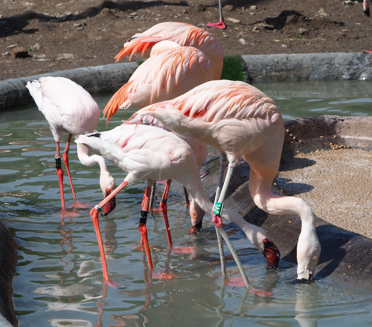 Chilean flamingos (Phoenicopterus chilensis) and Lesser flamingos (Phoeniconaias minor), 2020-06-12