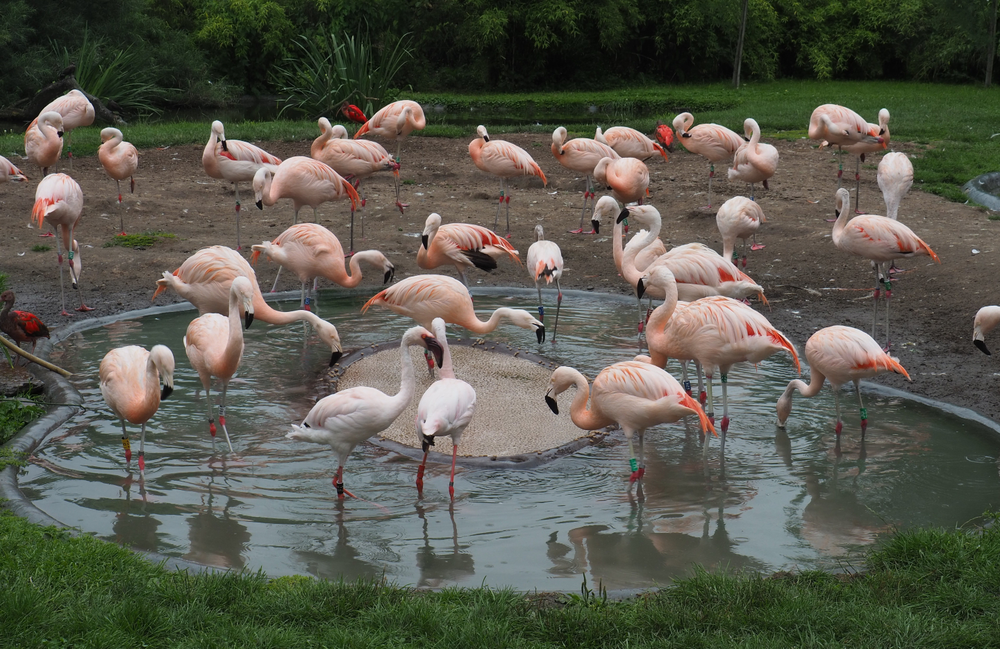 Chilean flamingos (Phoenicopterus chilensis) and Lesser flamingos (Phoeniconaias minor), 2020-07-14