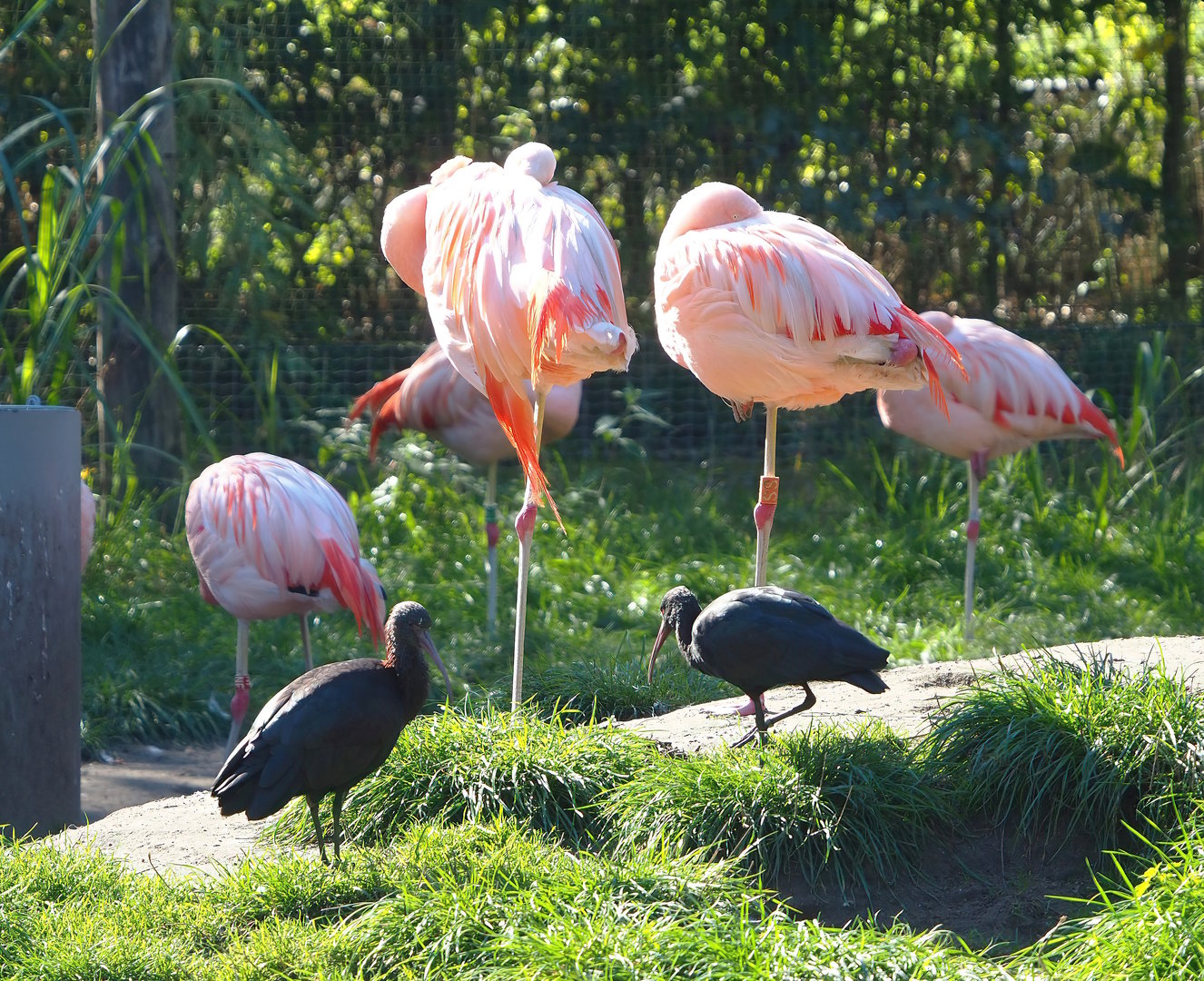 Chilean flamingos (Phoenicopterus chilensis) and Puna ibises (Plegadis ridgwayi), 2022-10-09