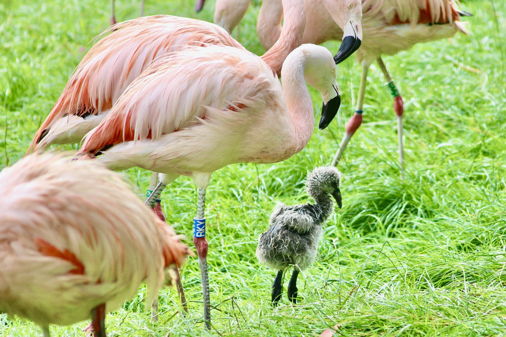 Chilean flamingos (Phoenicopterus chilensis) at Belfast Zoo (25/08/2023)