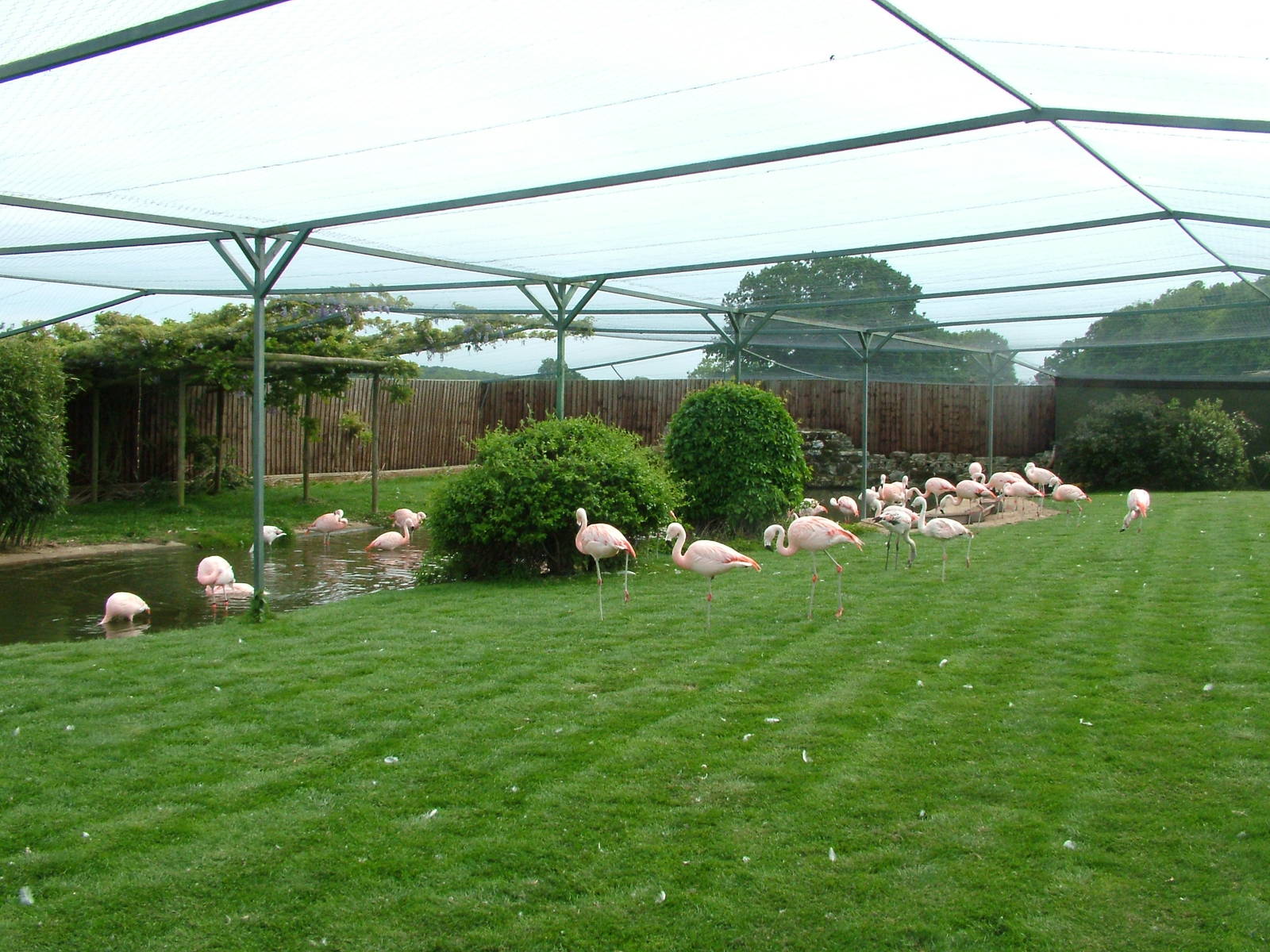 Chilean Flamingos (Phoenicopterus chilensis) at Flamingo Park, Seaview, Isl