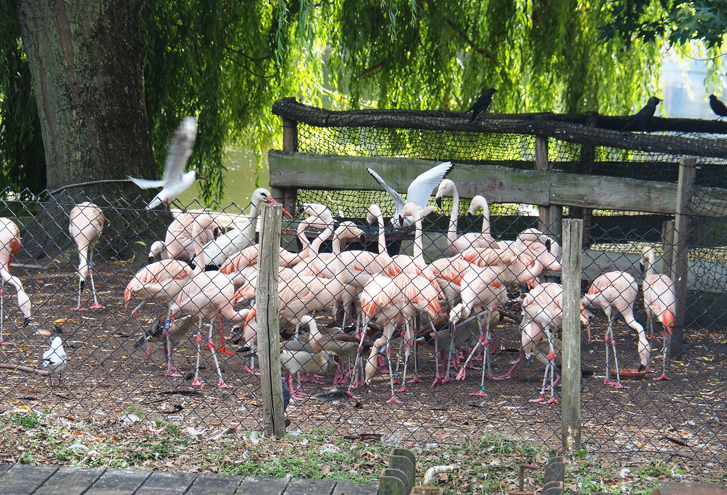 Chilean flamingos (Phoenicopterus chilensis), European white stork (Ciconia ciconia) and feral/wild birds, 2022-06-28