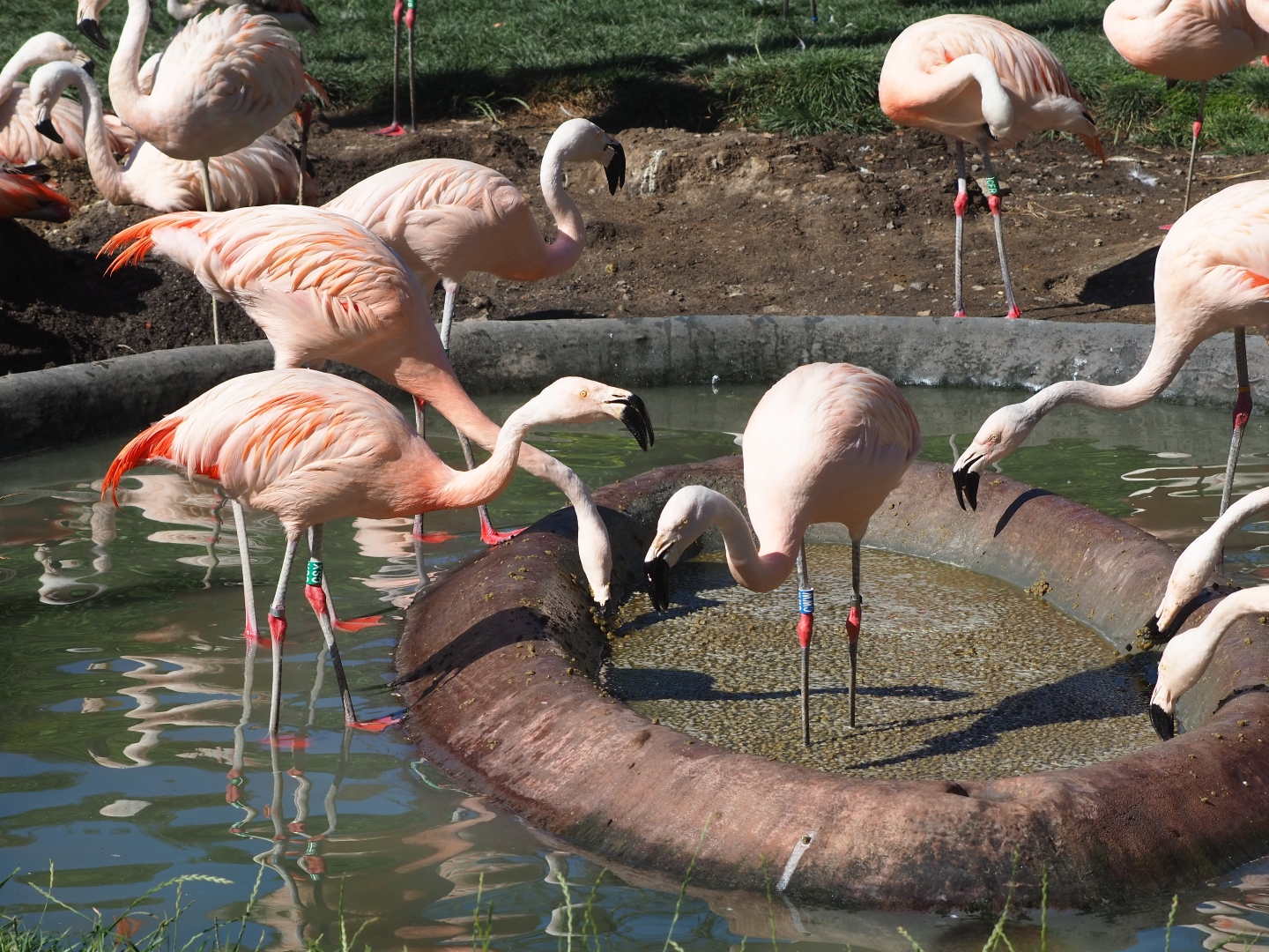 Chilean flamingos (Phoenicopterus chilensis) feeding