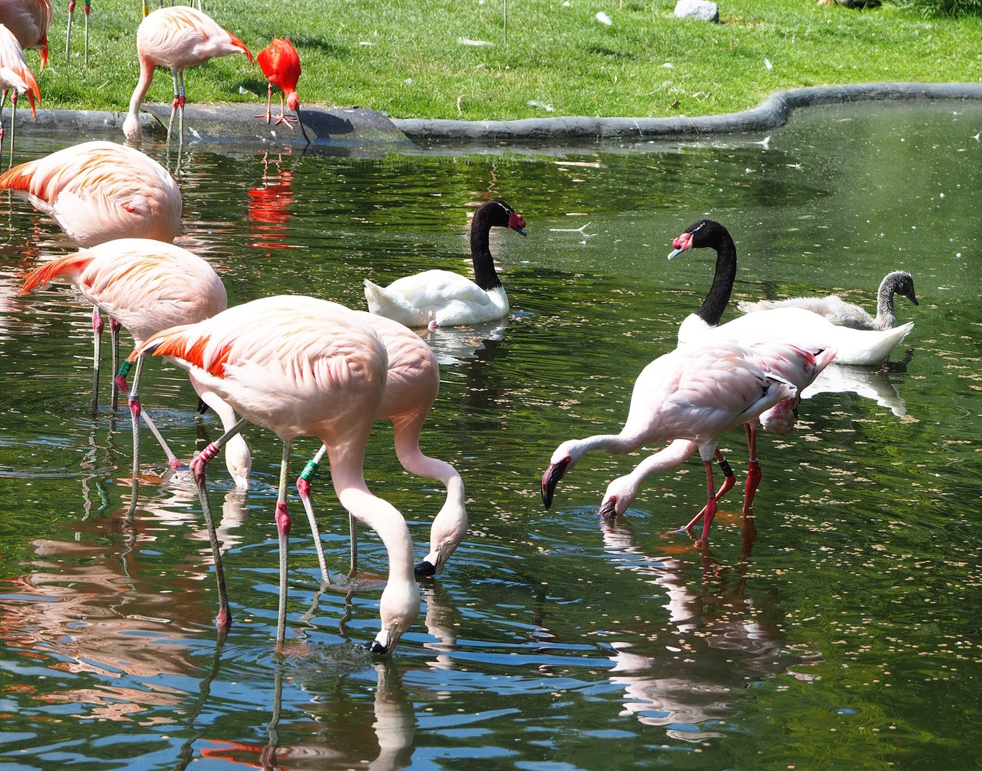 Chilean flamingos (Phoenicopterus chilensis), Lesser flamingos (Phoeniconaias minor), Black-necked swans (Cygnus melancoryphus),2022-07-03