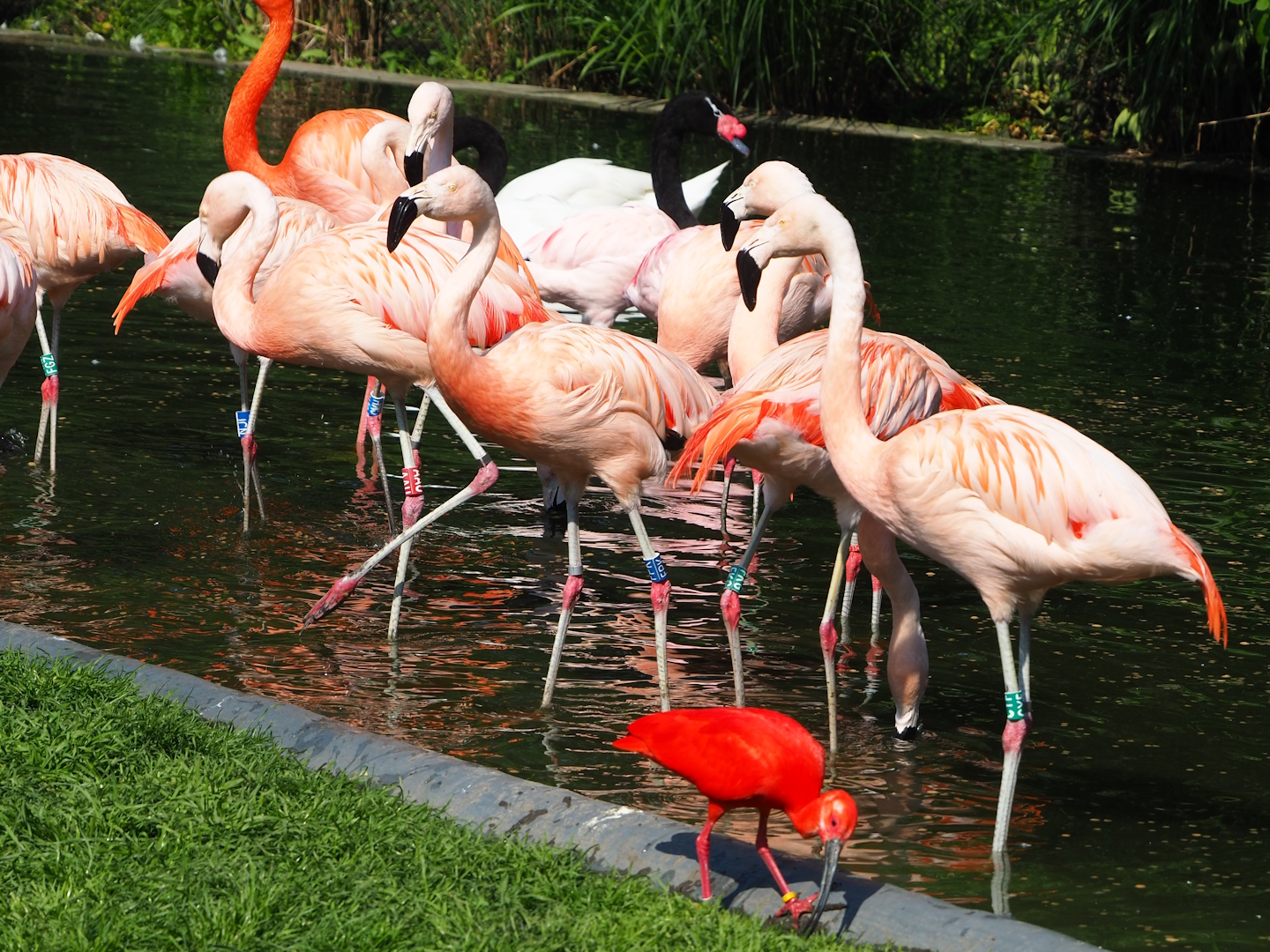 Chilean flamingos (Phoenicopterus chilensis), Scarlet ibis (Eudocimus ruber) and Black-necked swan (Cygnus melanocoryphus), 2023-05-13