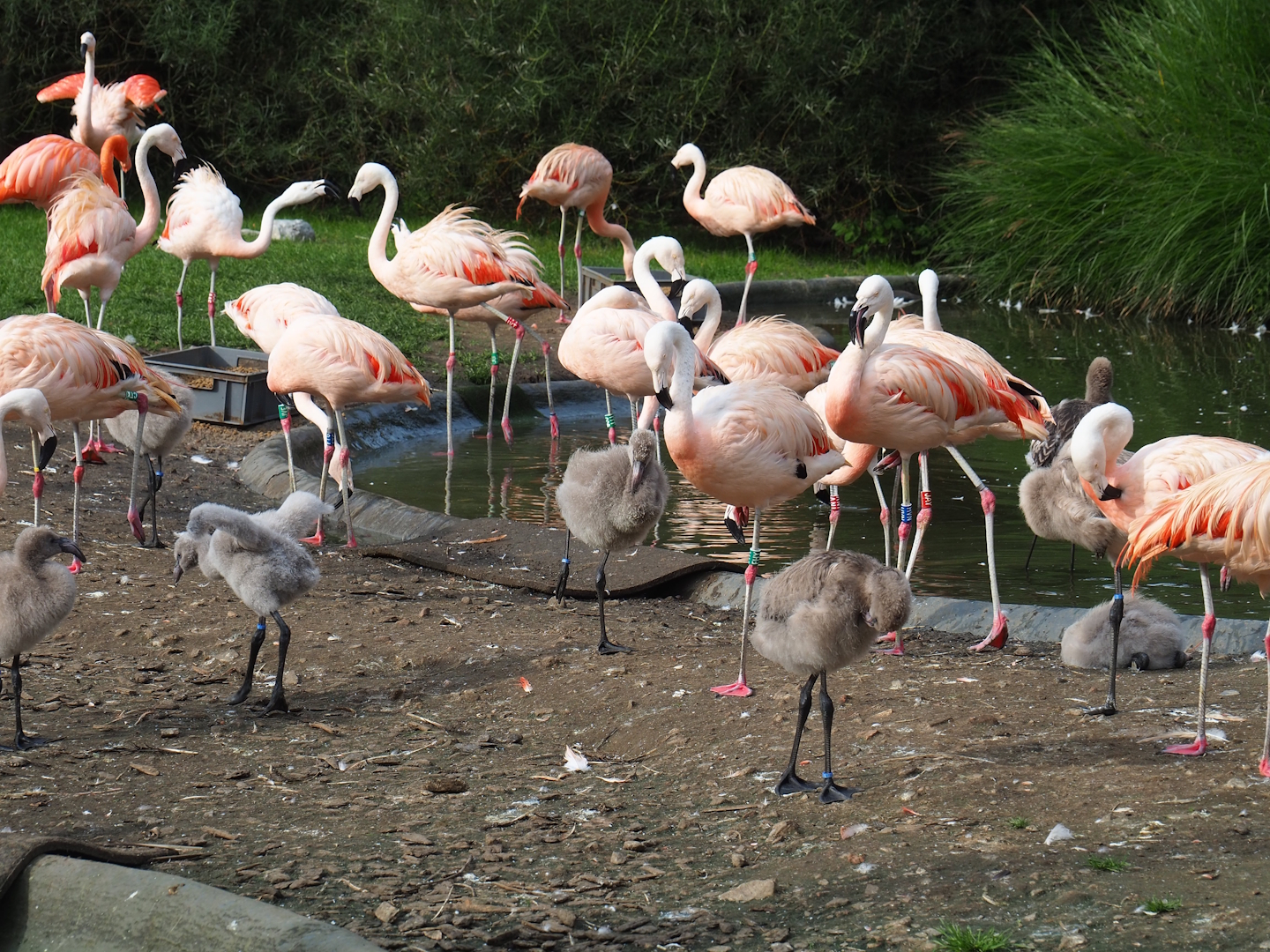 Chilean flamingos (Phoenicopterus chilensis) with chicks, 2023-10-04