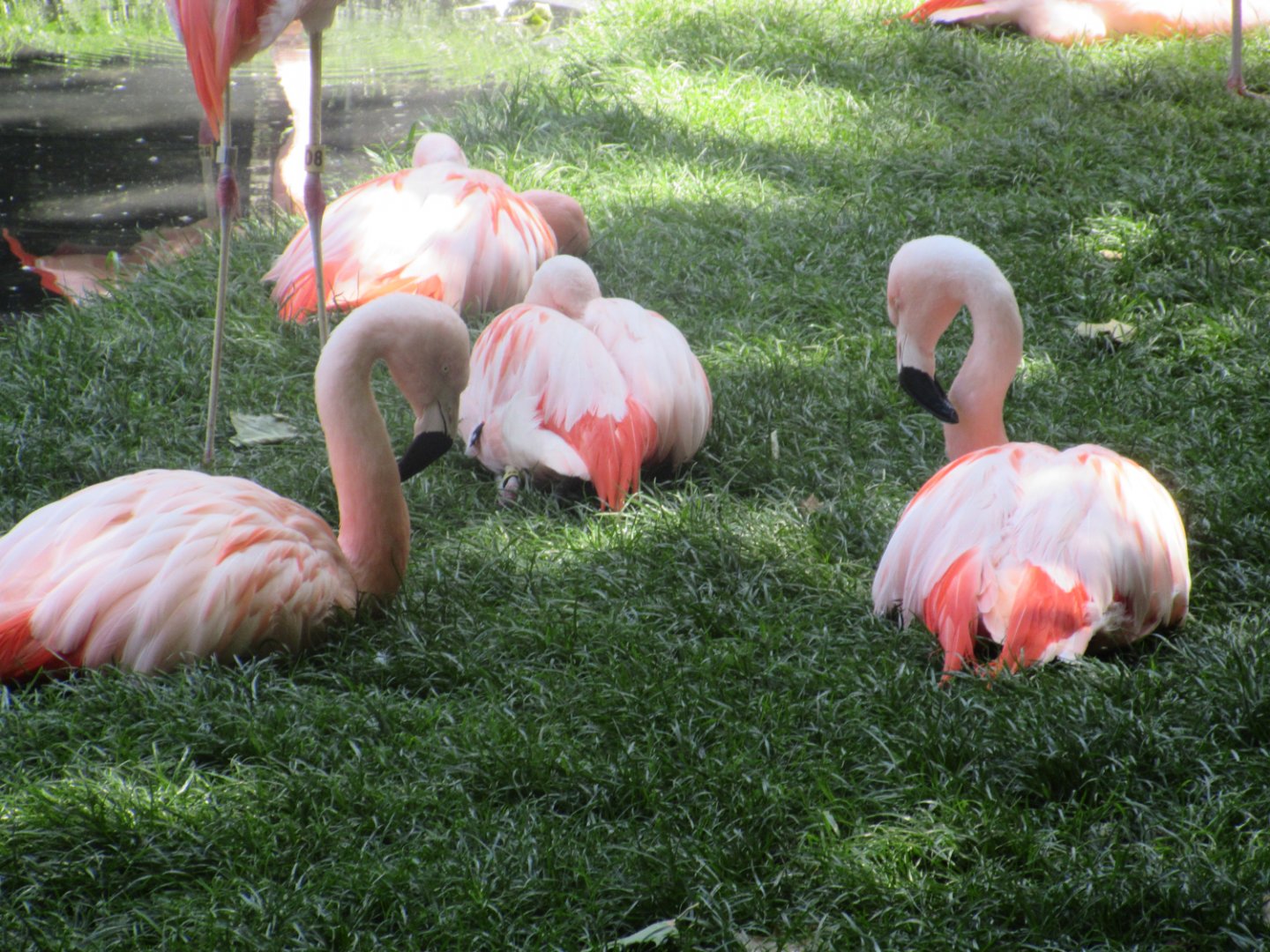 Chilean Flamingos (Phoenicopterus chilensis)