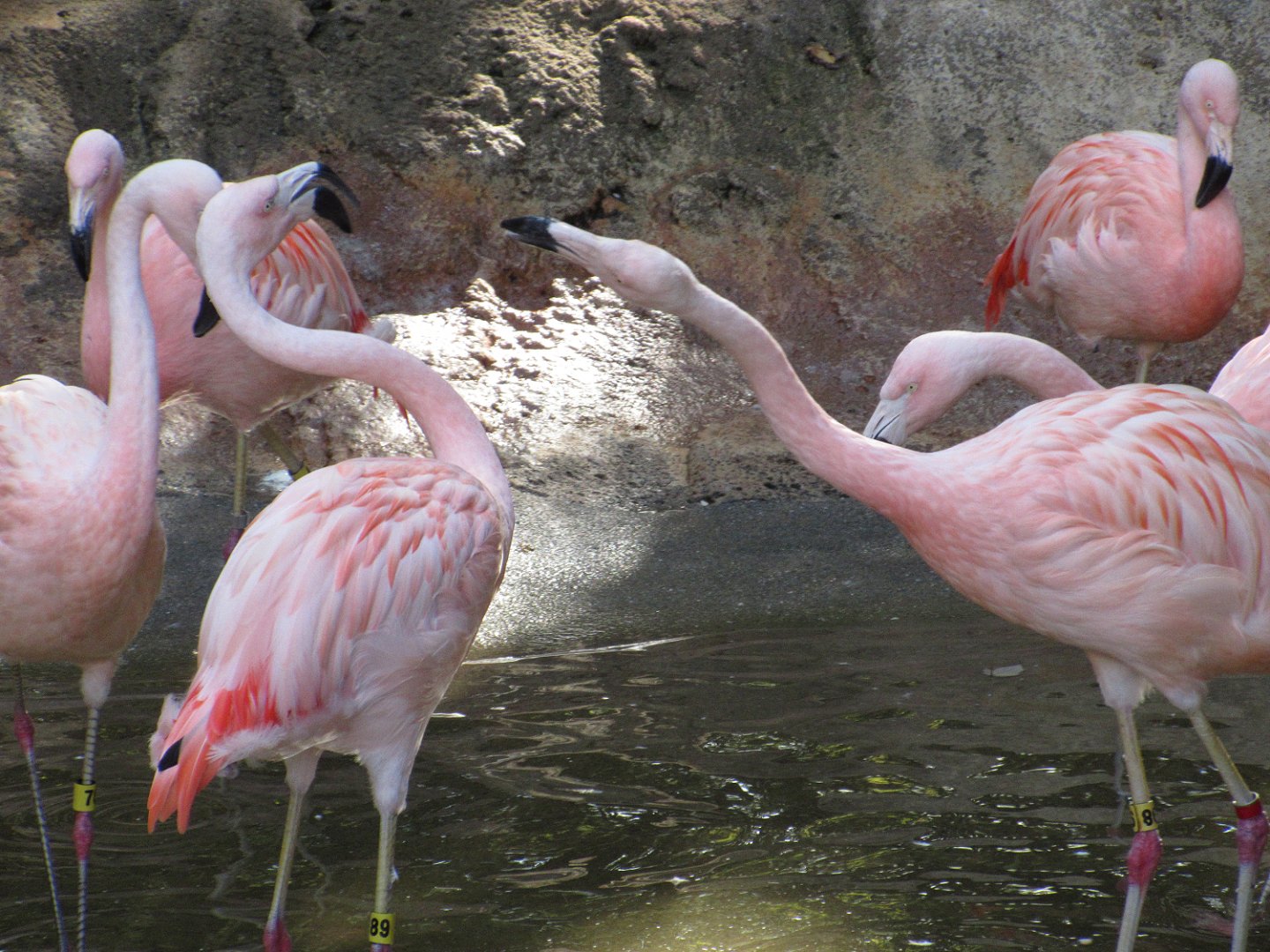 Chilean Flamingos (Phoenicopterus chilensis)