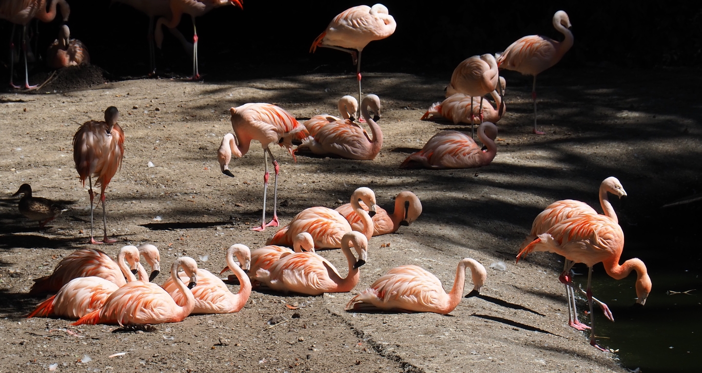 Chilean flamingos (Phoenicopterus chilensis)