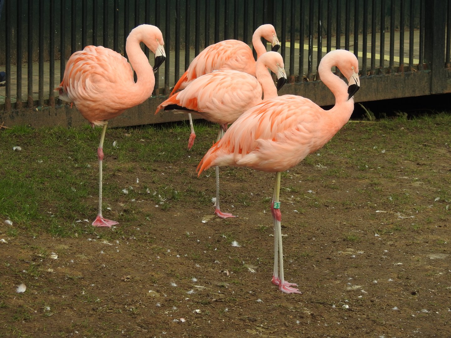 Chilean Flamingos ( Phoenicopterus chilensis)