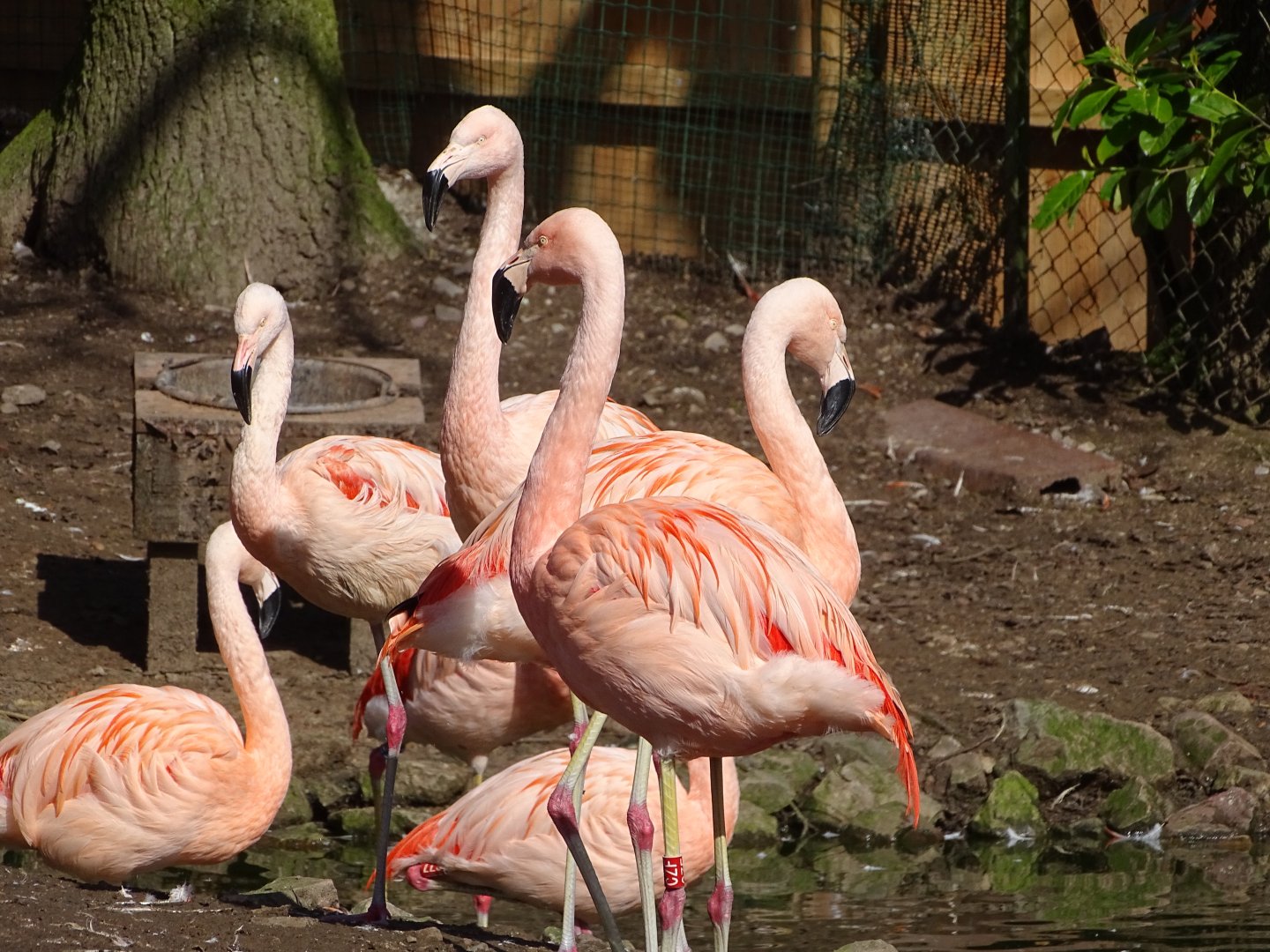 Chilean flamingos (Phoenicopterus chilensis)