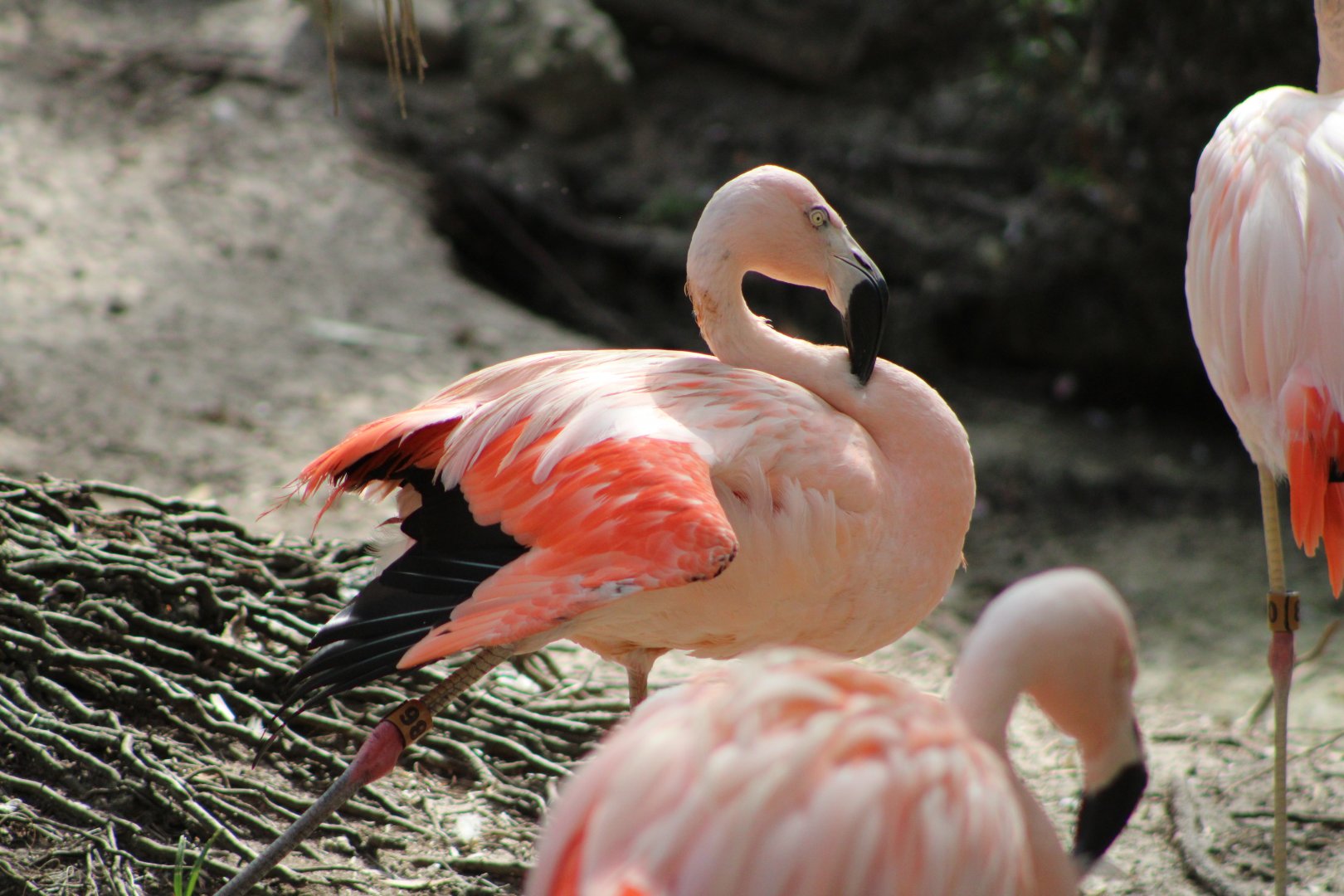 Chilean Flamingos (Phoenicopterus chilensis)