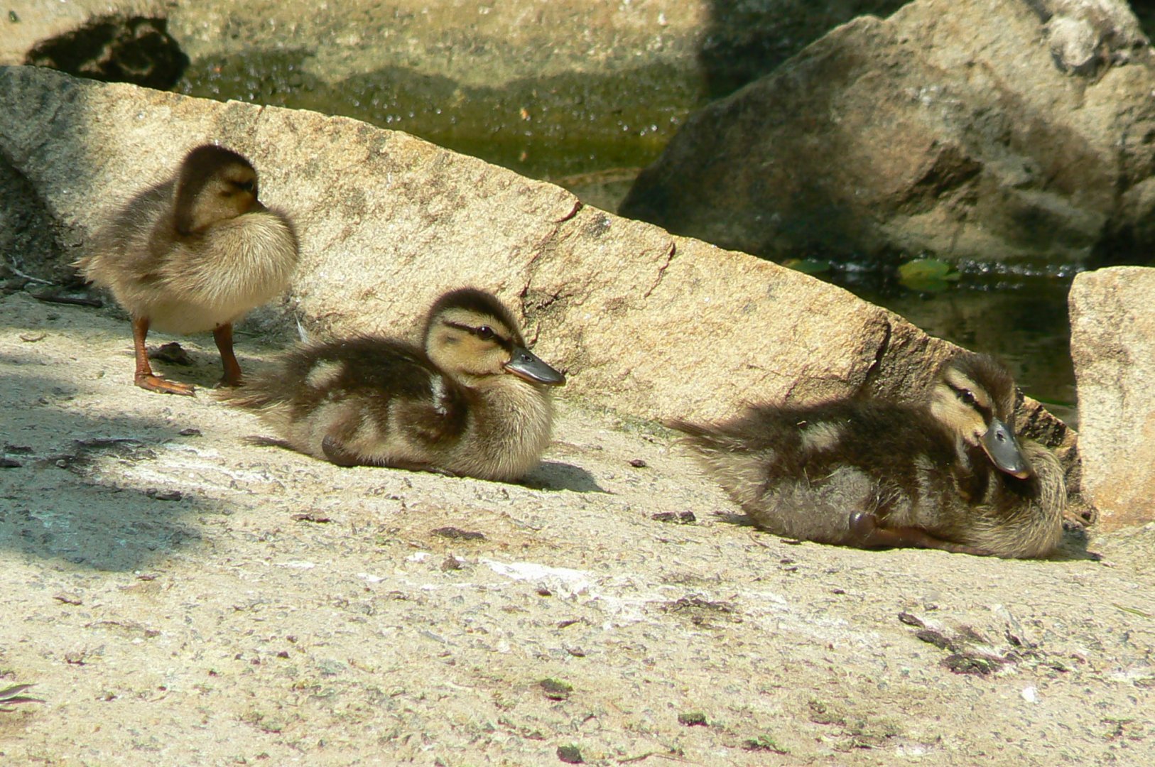 Chilean flamingos pond - wild mallard chicks