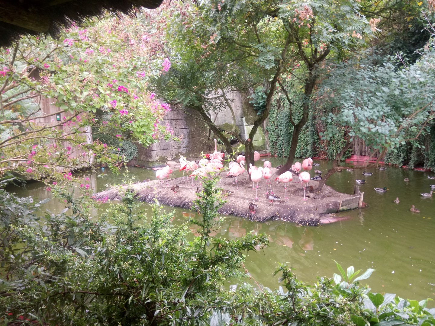 Chilean Flamingos Pond