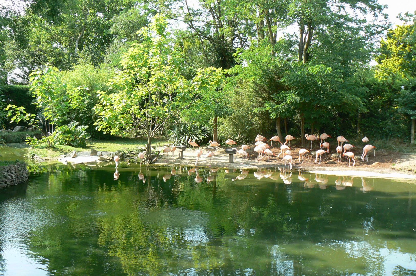 Chilean flamingos pond