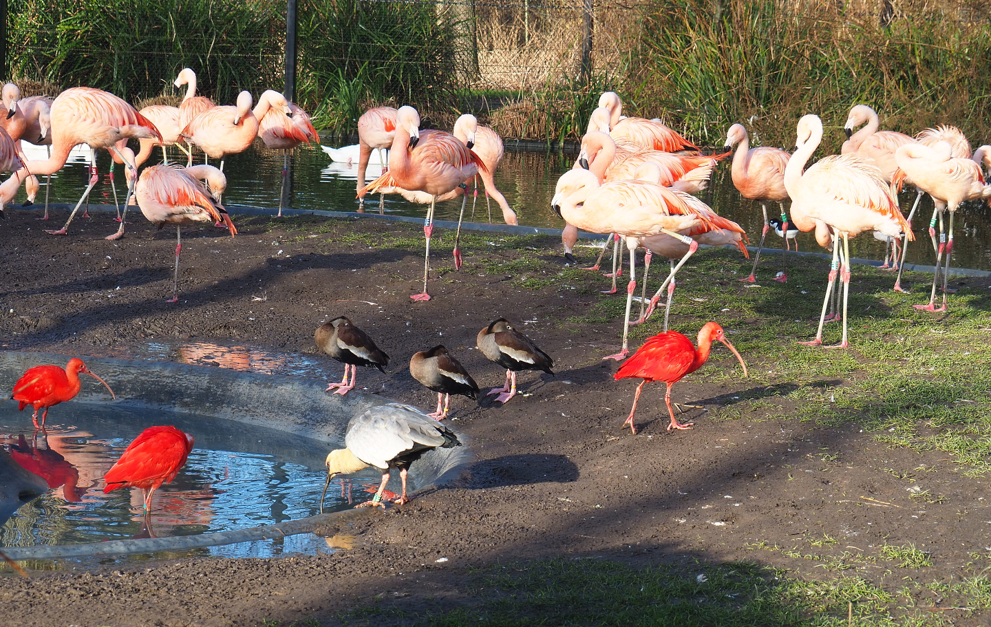 Chilean flamingos, Scarlet ibises, Black-faced ibis and Southern black-bellied whistling ducks, 2022-01-30