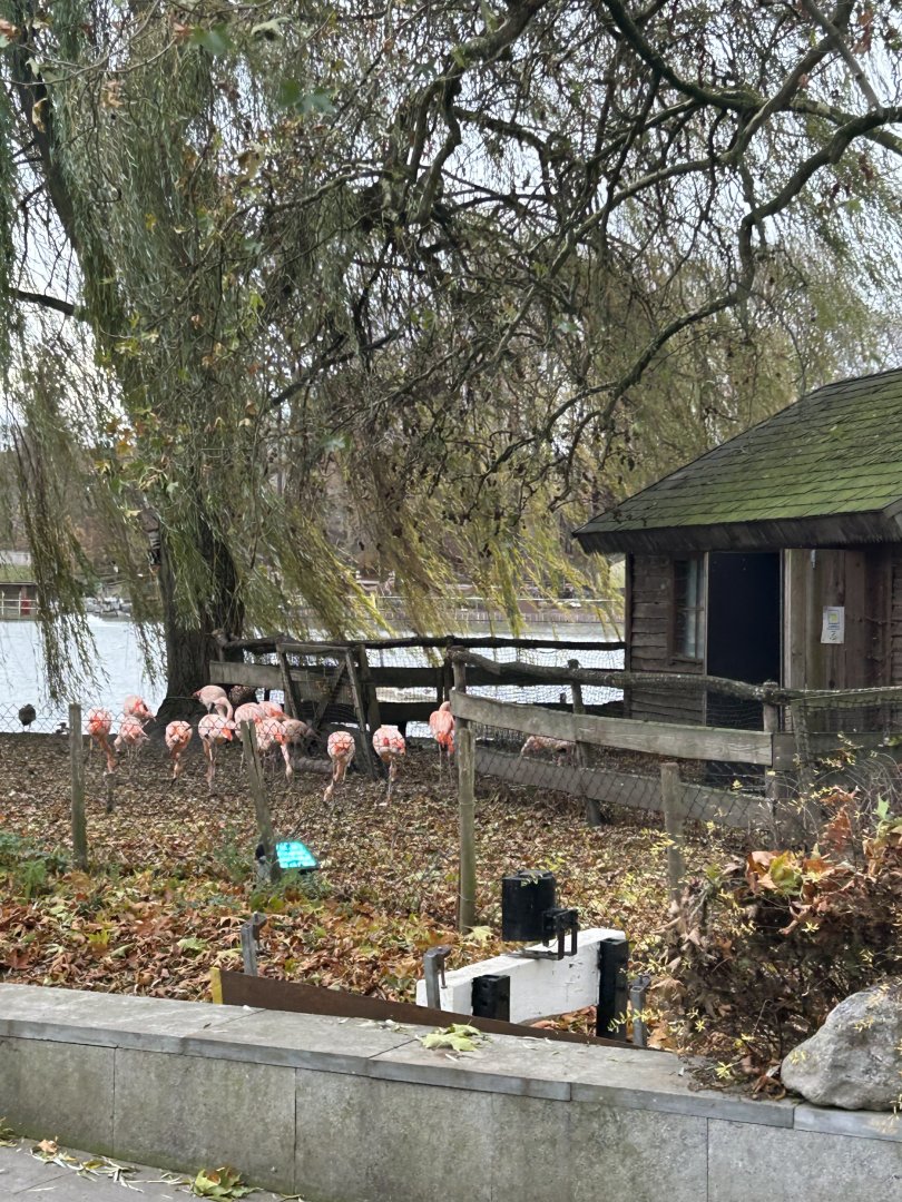 Chilean flamingos seen from the train route