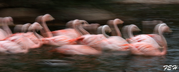 chilean flamingos swimming