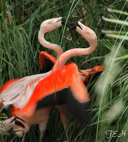 chilean flamingos tustling