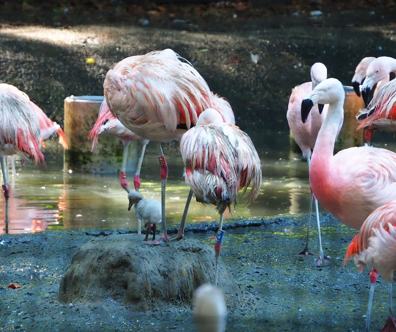 Chilean flamingos with chick (Phoenicopterus chilensis), 2023-09-24