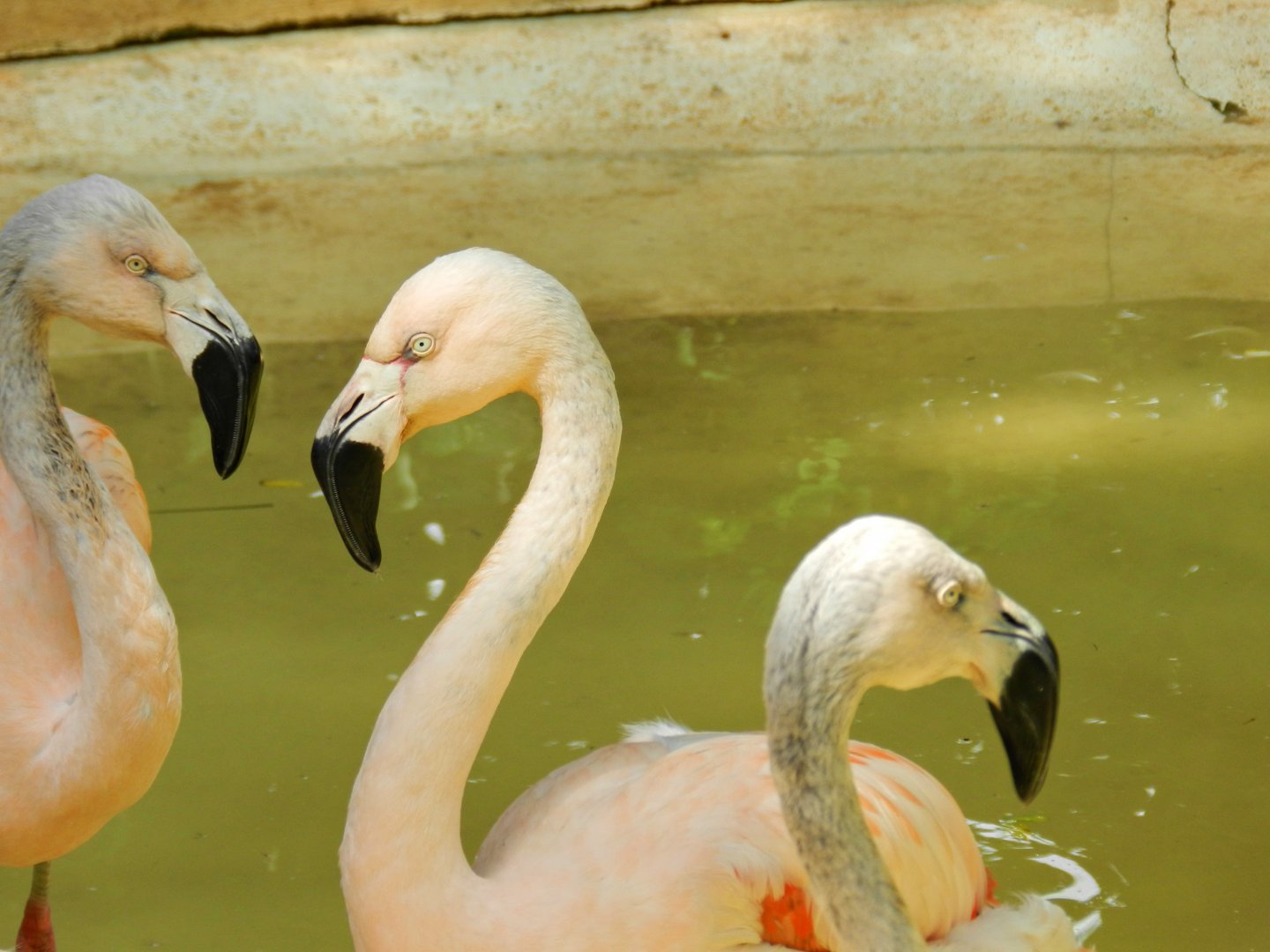Chilean flamingos - Zoo São Paulo