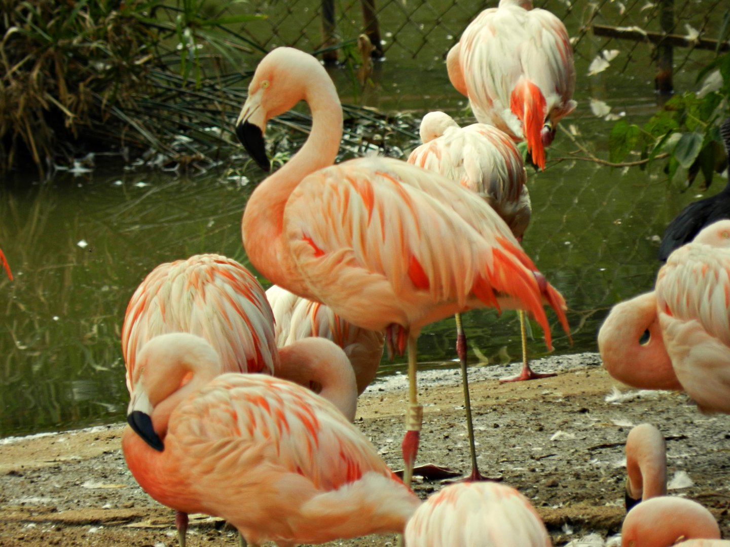 Chilean flamingos - Zoo São Paulo