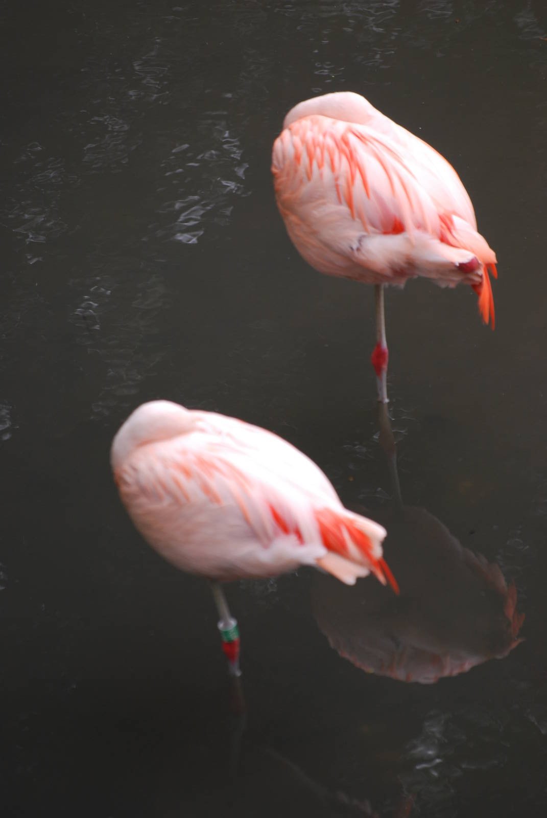 Chilean flamingos