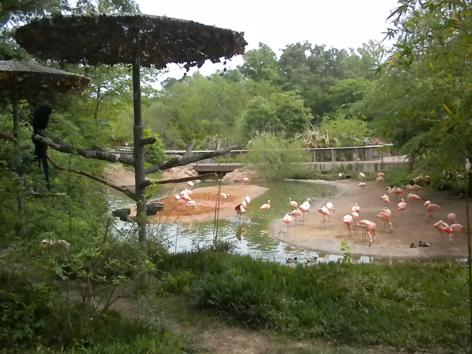 Chilean Flamingos