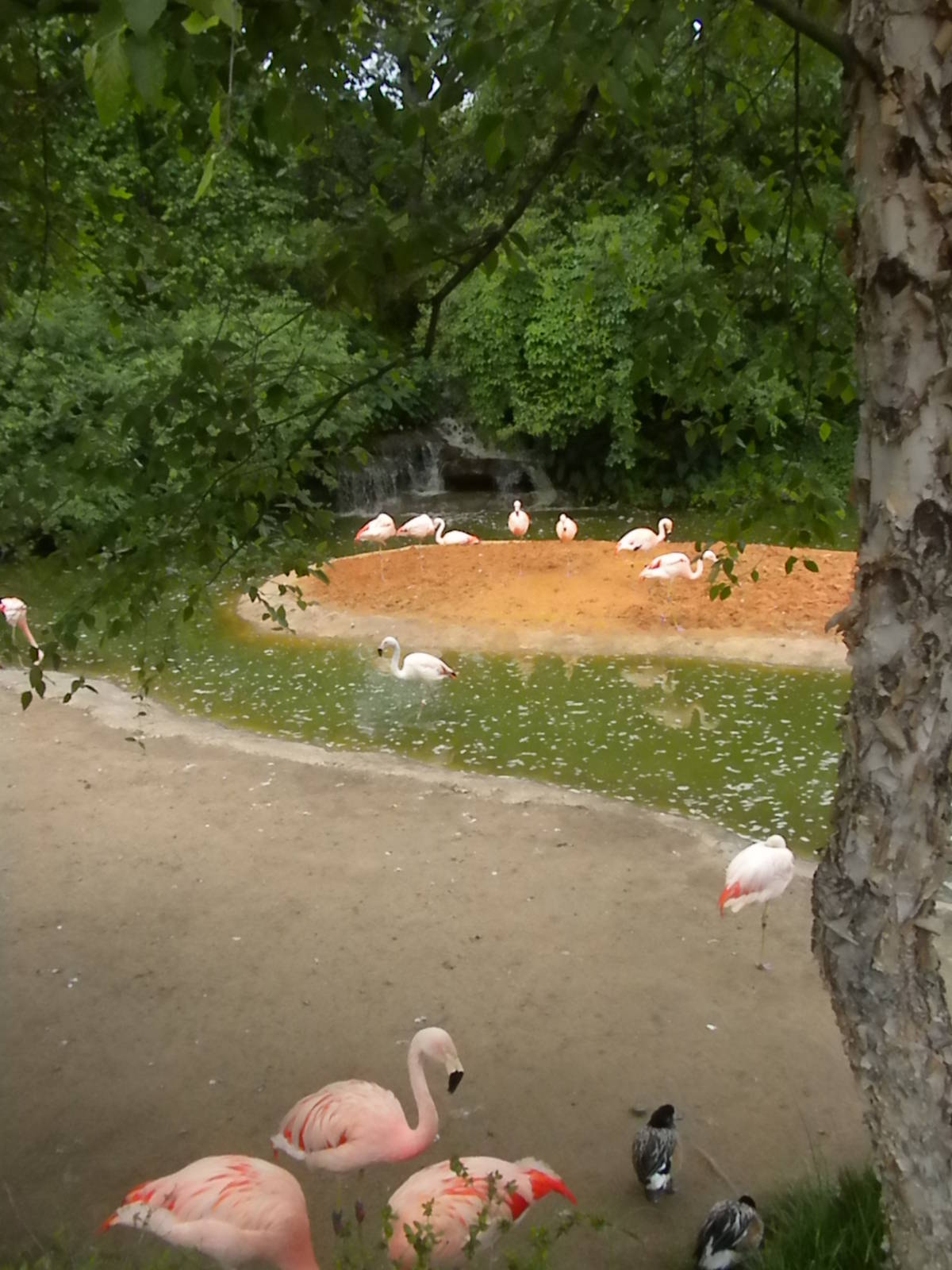 Chilean Flamingos